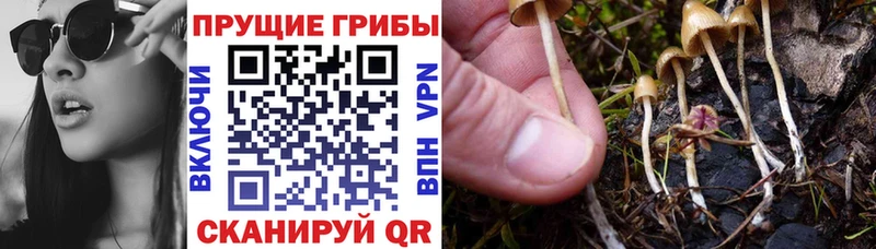 Галлюциногенные грибы Psilocybe  Юрюзань 